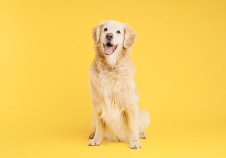 Golden retriever sitting and panting on yellow background