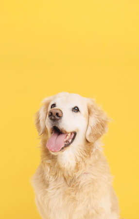 Golden retriever panting on yellow backgroundの写真素材
