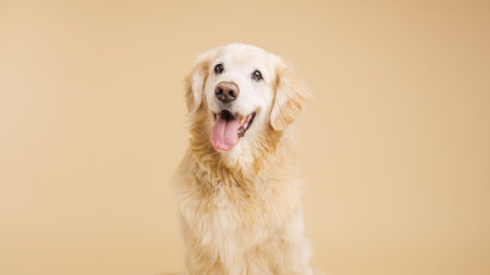 Golden retriever posing on beige background with tongue outの写真素材