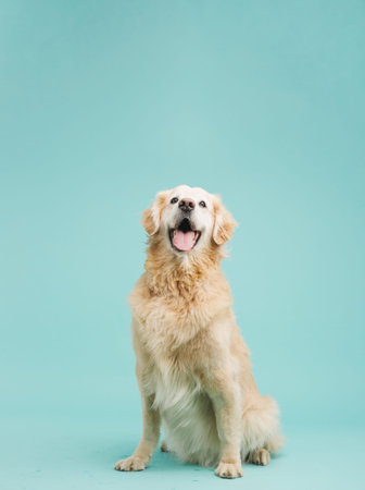 Golden retriever sitting and looking up with open mouth on turquoise background