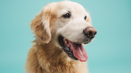 Golden retriever panting on turquoise background: studio portrait of happy dogの写真素材