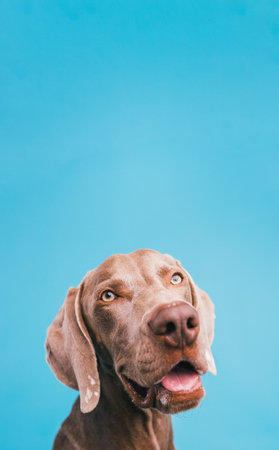 Weimaraner dog looking up with curious expressionの写真素材