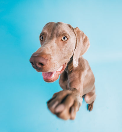 Weimaraner dog looking surprised reaching out pawの写真素材