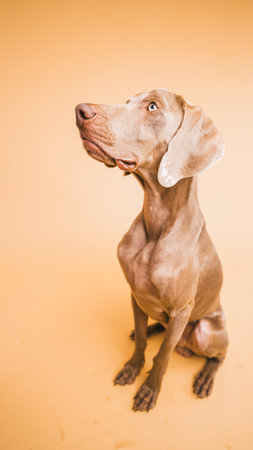 Weimaraner dog looking up showing obedienceの写真素材
