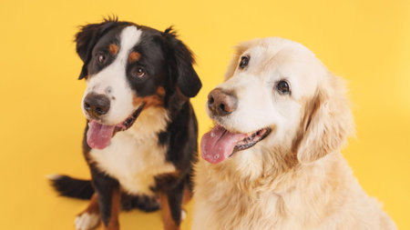 Bernese mountain dog and golden retriever panting on yellow background