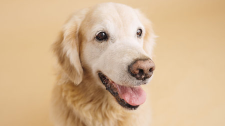 Golden retriever showing its tongue on beige background