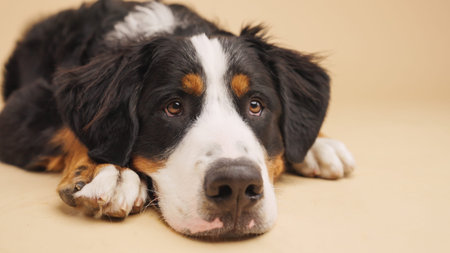 Bernese mountain dog resting on beige background