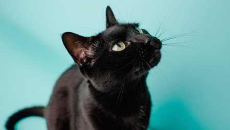 Black cat looking up on turquoise background