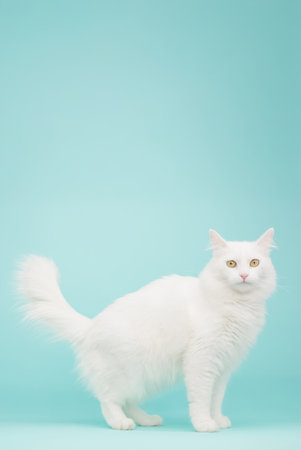 White turkish angora cat standing on turquoise backgroundの写真素材