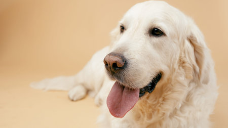 Senior golden retriever dog relaxing in studio