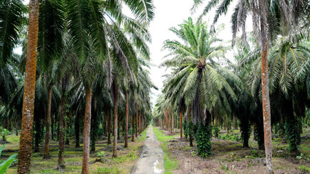 Palm oil plantation expanding tropical agriculture with monocultureの写真素材