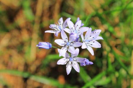 flower in the mountainsの写真素材