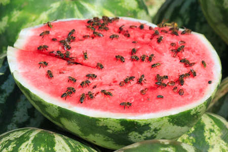 bees at the watermelonの写真素材