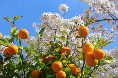 blossom of the treesの写真素材