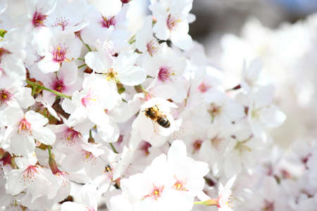 blossom of the trees  beeの写真素材