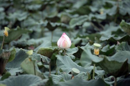Pink lotus or water lily flowers on pondの写真素材