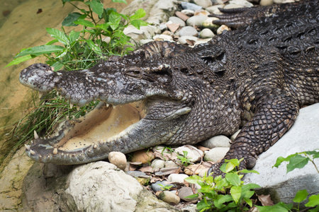 crocodile relaxing on the rock