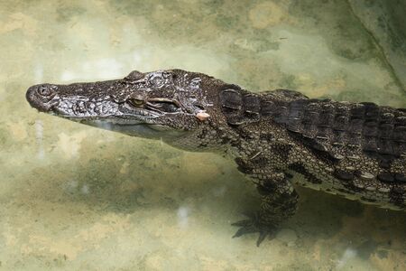 crocodile relaxing on the waterの写真素材