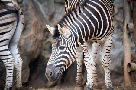 close up head of zebraの写真素材