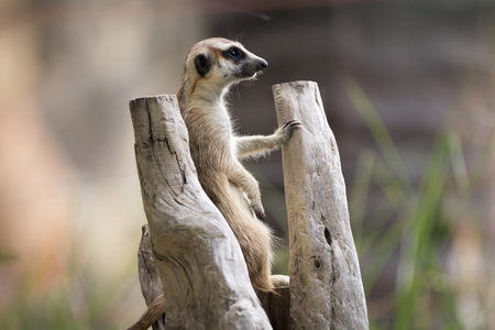 meercat stand on the branchの写真素材