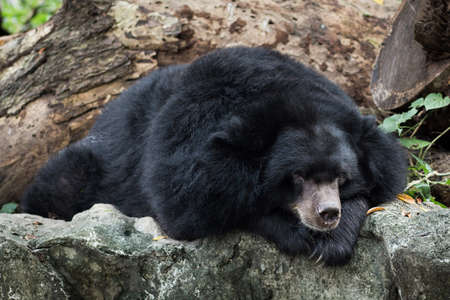 Asiatic black bear relaxing on the rockの写真素材