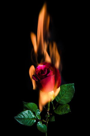 burning red rose on the black background.Selective focus.の写真素材