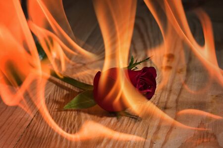 burning red rose on the wood background.Selective focus.の写真素材