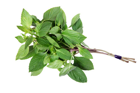 bundle of  basil on a white backgroundの写真素材