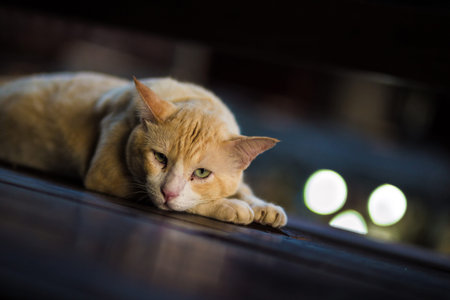 yellow cat lie down on the wood block.Selective focus.