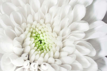 close up white flower as a background.の写真素材
