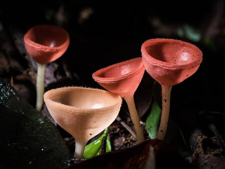 Close up group of  red cup mushroom. Selective focus.の写真素材