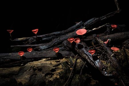 Close up group of  red cup mushroom on a branch.Selective focus.の写真素材