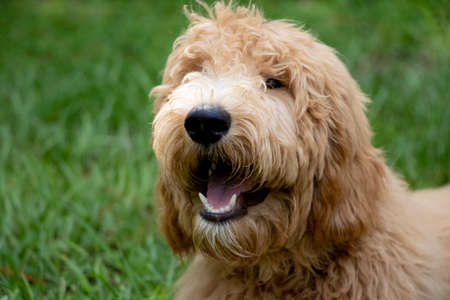 Happy Goldendoodleの写真素材