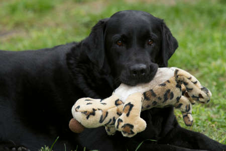Black Lab Puppy with His Toyの写真素材