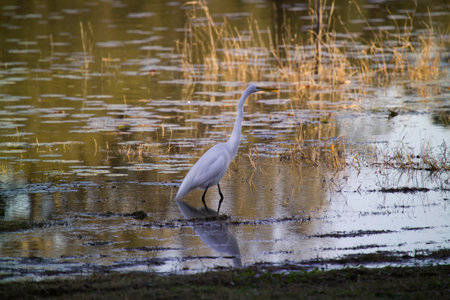 White Egretの写真素材