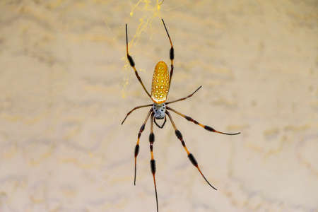 North Florida Spiderの写真素材