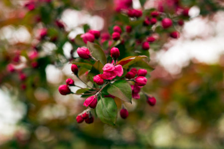 Flowering branch decorative wild Royalty apple tree with red flowers
