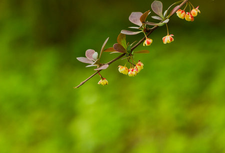 Branch barberry bush blooming