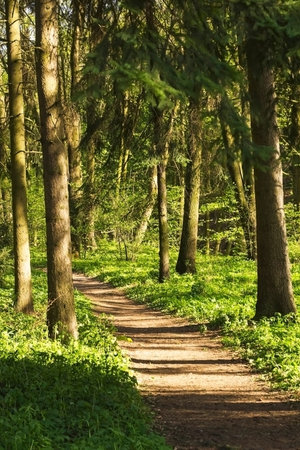 Path in the forest among the trees