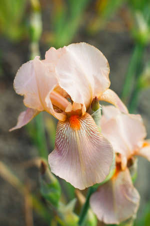 Iris flower with light pink petalsの写真素材