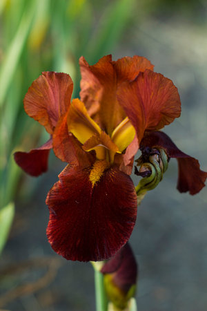 Iris flower with terracotta petals, wine coloredの写真素材