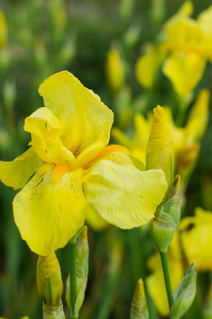 Iris flower with yellow petals