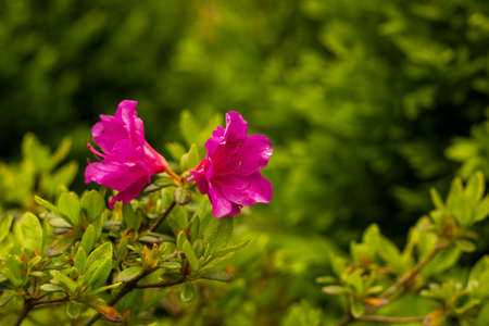 Blooming, Rhododendron pinkの写真素材
