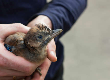 Eurasian jays bird on human hands. Garrulus glandarius young birdの写真素材