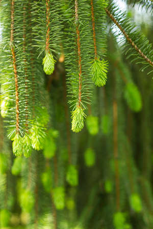 Hanging down branches spruce. Spruce growingの写真素材