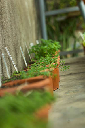 Interior of greenhouse for growing flowers and plants. Market for sale plants. Many plants in potsの写真素材