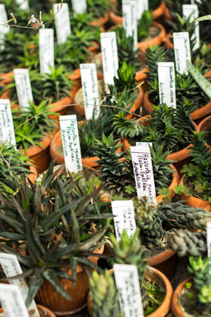 Interior of greenhouse for growing flowers, plants and cactus. Market for sale plants. Many plants and cactus in potsの写真素材