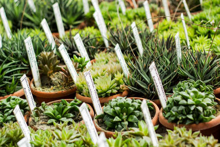 Interior of greenhouse for growing flowers, plants and cactus. Market for sale plants. Many plants and cactus in potsの写真素材