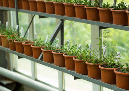 Interior of greenhouse for growing flowers and plants. Plants in potsの写真素材
