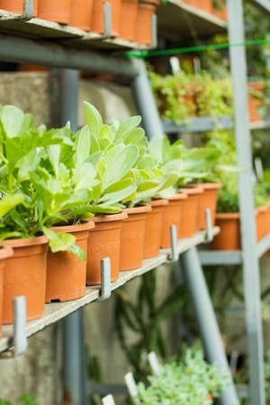 Interior of greenhouse for growing flowers and plants. Market for sale plants. Many plants in potsの写真素材